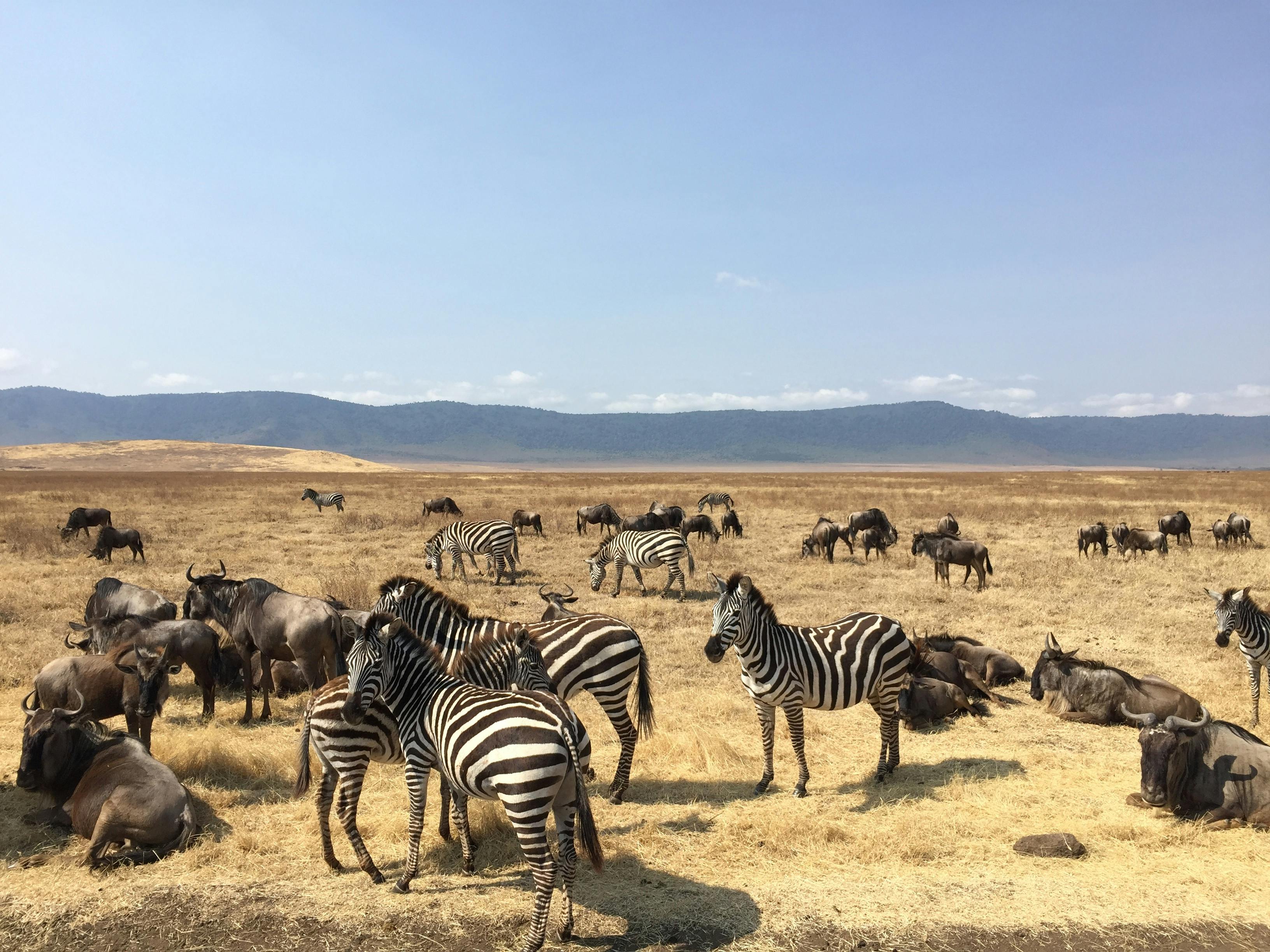 Serengeti